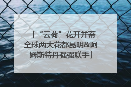 “云荷”花开并蒂 全球两大花都昆明&阿姆斯特丹强强联手