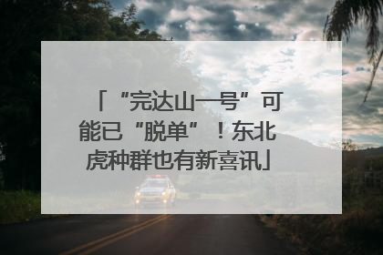 “完达山一号”可能已“脱单”！东北虎种群也有新喜讯