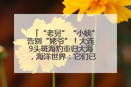 “老舅”“小姨”告别“姥爷”！大连9头斑海豹重归大海，海洋世界：它们已具备野外生存能力