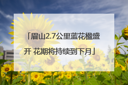 眉山2.7公里蓝花楹盛开 花期将持续到下月
