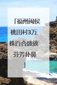 福州闽侯桃田村3万株百合盛放 芬芳扑鼻