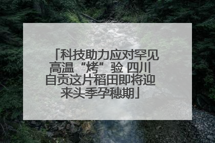 科技助力应对罕见高温“烤”验 四川自贡这片稻田即将迎来头季孕穗期