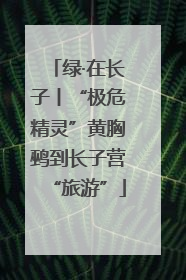 绿·在长子丨“极危精灵”黄胸鹀到长子营“旅游”