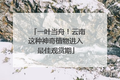 一叶当舟！云南这种神奇植物进入最佳观赏期