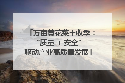 万亩黄花菜丰收季：“质量 + 安全” 驱动产业高质量发展
