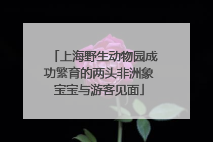 上海野生动物园成功繁育的两头非洲象宝宝与游客见面