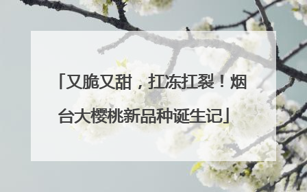 又脆又甜，扛冻扛裂！烟台大樱桃新品种诞生记