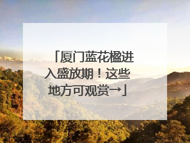 厦门蓝花楹进入盛放期！这些地方可观赏→