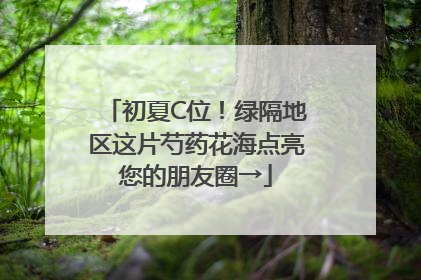 初夏C位！绿隔地区这片芍药花海点亮您的朋友圈→
