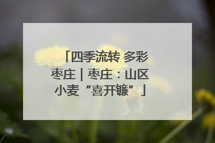 四季流转 多彩枣庄｜枣庄：山区小麦“喜开镰”