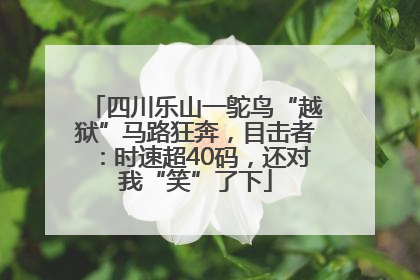 四川乐山一鸵鸟“越狱”马路狂奔，目击者：时速超40码，还对我“笑”了下