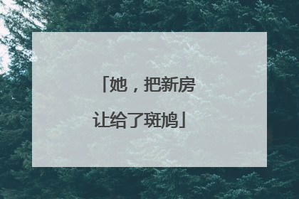 她，把新房让给了斑鸠