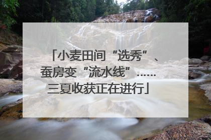 小麦田间“选秀”、蚕房变“流水线”……三夏收获正在进行