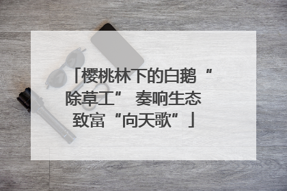 樱桃林下的白鹅“除草工” 奏响生态致富“向天歌”