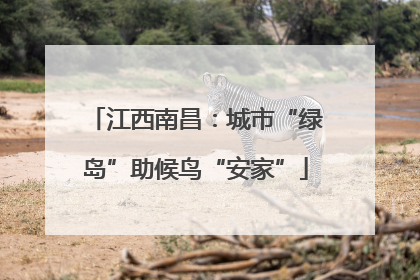 江西南昌：城市“绿岛”助候鸟“安家”