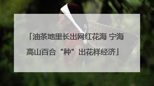 油茶地里长出网红花海 宁海高山百合“种”出花样经济