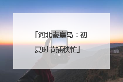 河北秦皇岛：初夏时节插秧忙