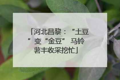 河北昌黎：“土豆”变“金豆” 马铃薯丰收采挖忙