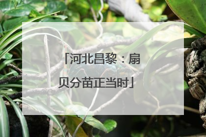 河北昌黎：扇贝分苗正当时