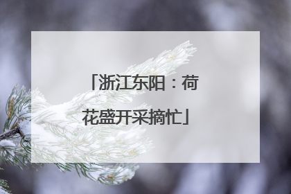 浙江东阳：荷花盛开采摘忙
