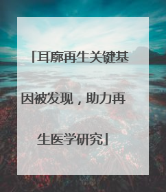耳廓再生关键基因被发现，助力再生医学研究