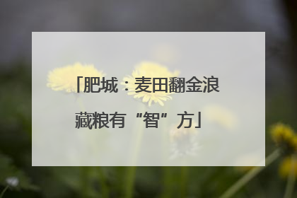 肥城：麦田翻金浪藏粮有“智”方