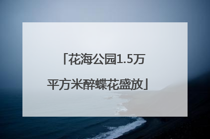 花海公园1.5万平方米醉蝶花盛放