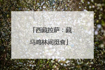 西藏拉萨：藏马鸡林间觅食