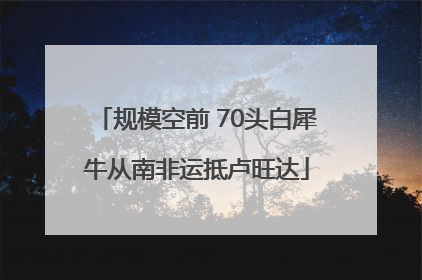 规模空前 70头白犀牛从南非运抵卢旺达