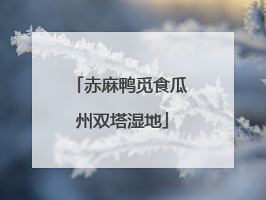 赤麻鸭觅食瓜州双塔湿地