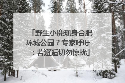 野生小麂现身合肥环城公园？专家呼吁：若邂逅切勿惊扰
