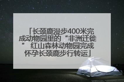 长颈鹿漫步400米完成动物园里的“非洲迁徙” 红山森林动物园完成怀孕长颈鹿步行转运