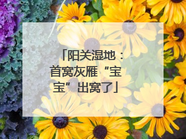 阳关湿地：首窝灰雁“宝宝”出窝了
