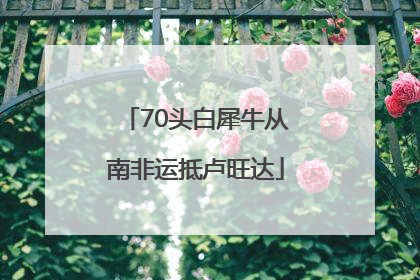70头白犀牛从南非运抵卢旺达